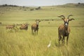 Roan antelope Africa in the grasslands Royalty Free Stock Photo